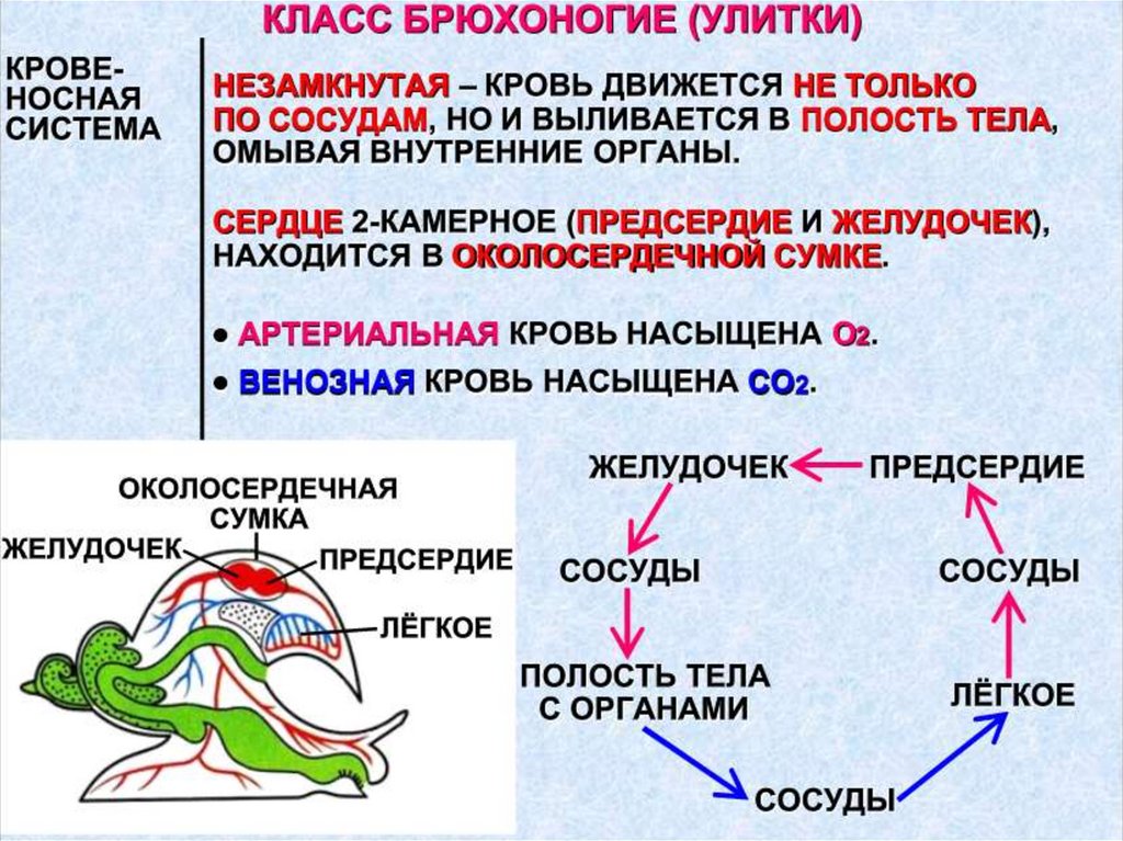 Таблица строения моллюсков. Кровеносная система брюхоногих моллюсков 7 класс. Кровеносная система брюхоногих моллюсков 7 класс биология. Характеристики строение брюхоногих моллюсков. Моллюски строение презентация.