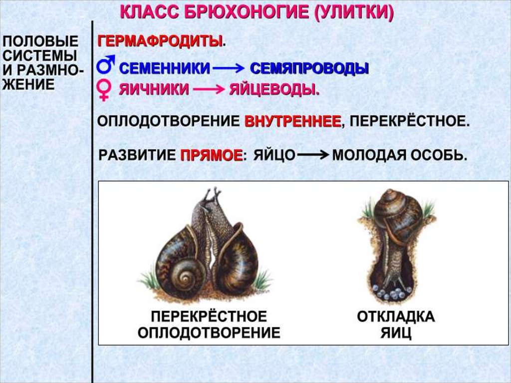 Моллюски огэ презентация