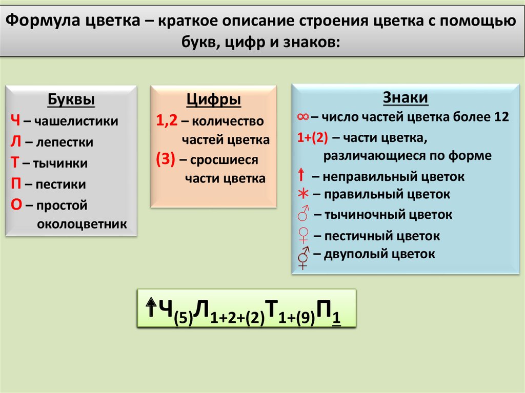 Какая формула цветка