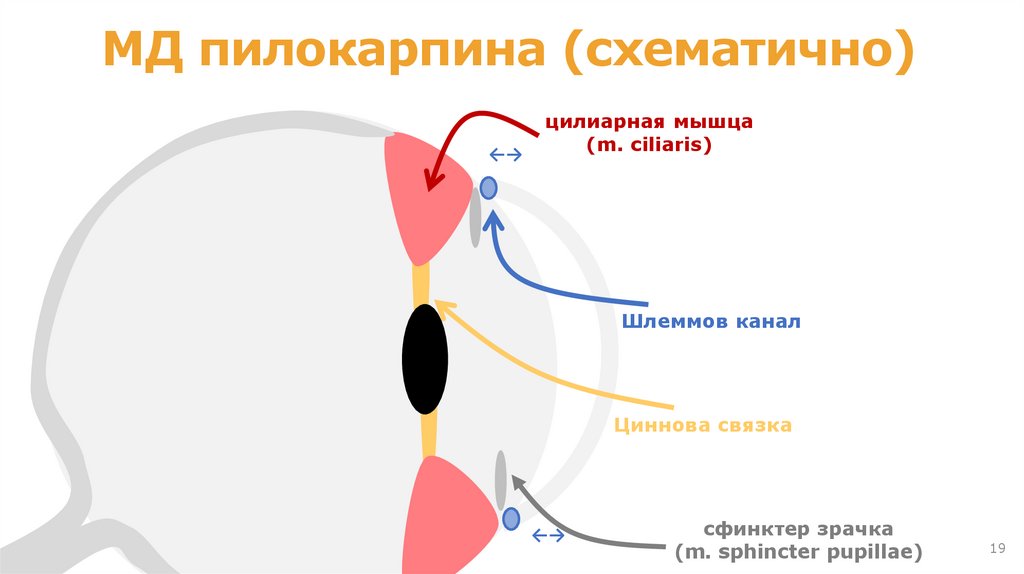 Классификация холинергических средств