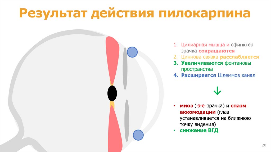 ПИЛОКАРПИН в глазных каплях (М-холиномиметик)