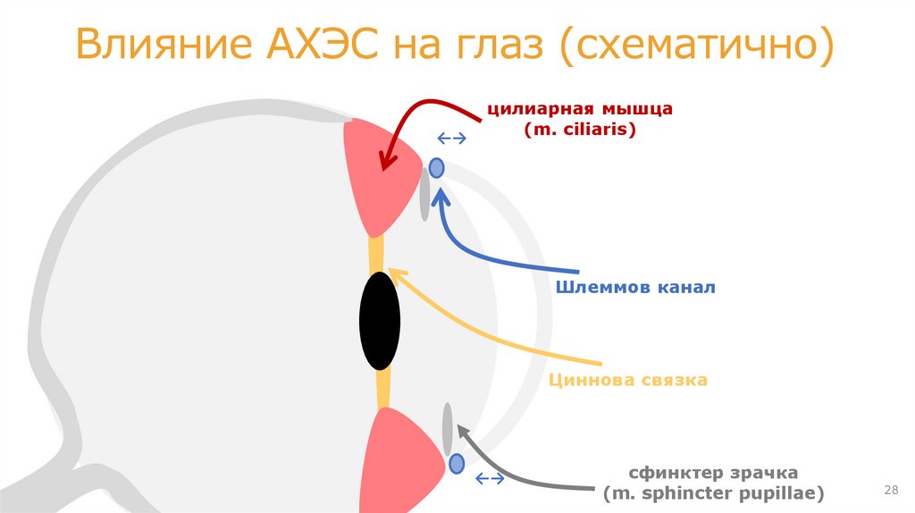 ОФЭ АХЭС на примере неостигмина метилсульфата