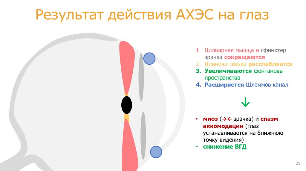 ОФЭ АХЭС на примере неостигмина метилсульфата