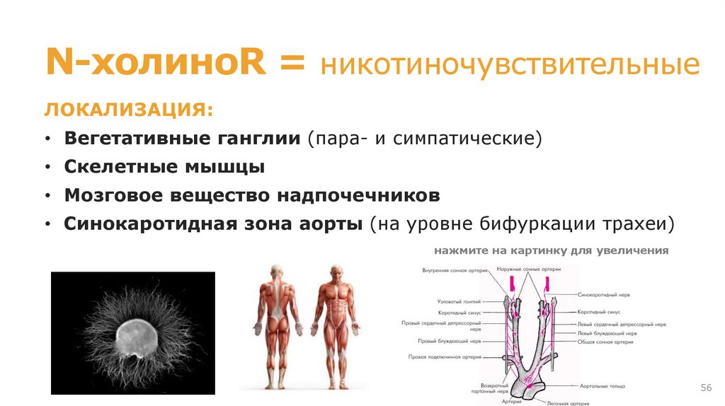 Отравление М-холиноблокаторами