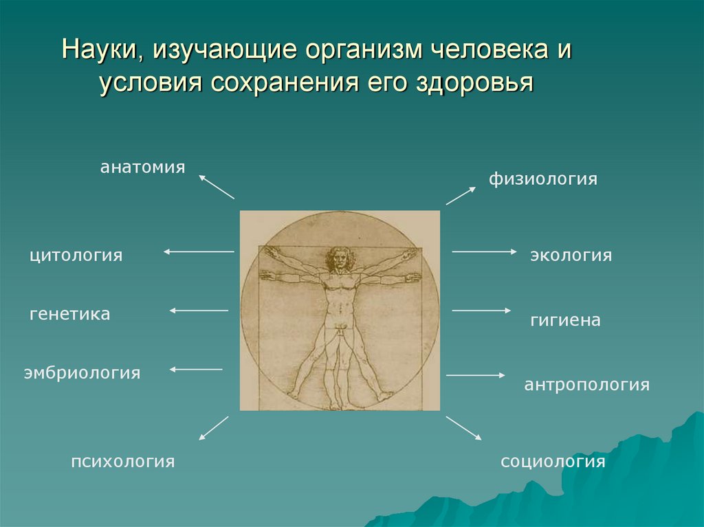 Работу органов человека изучает