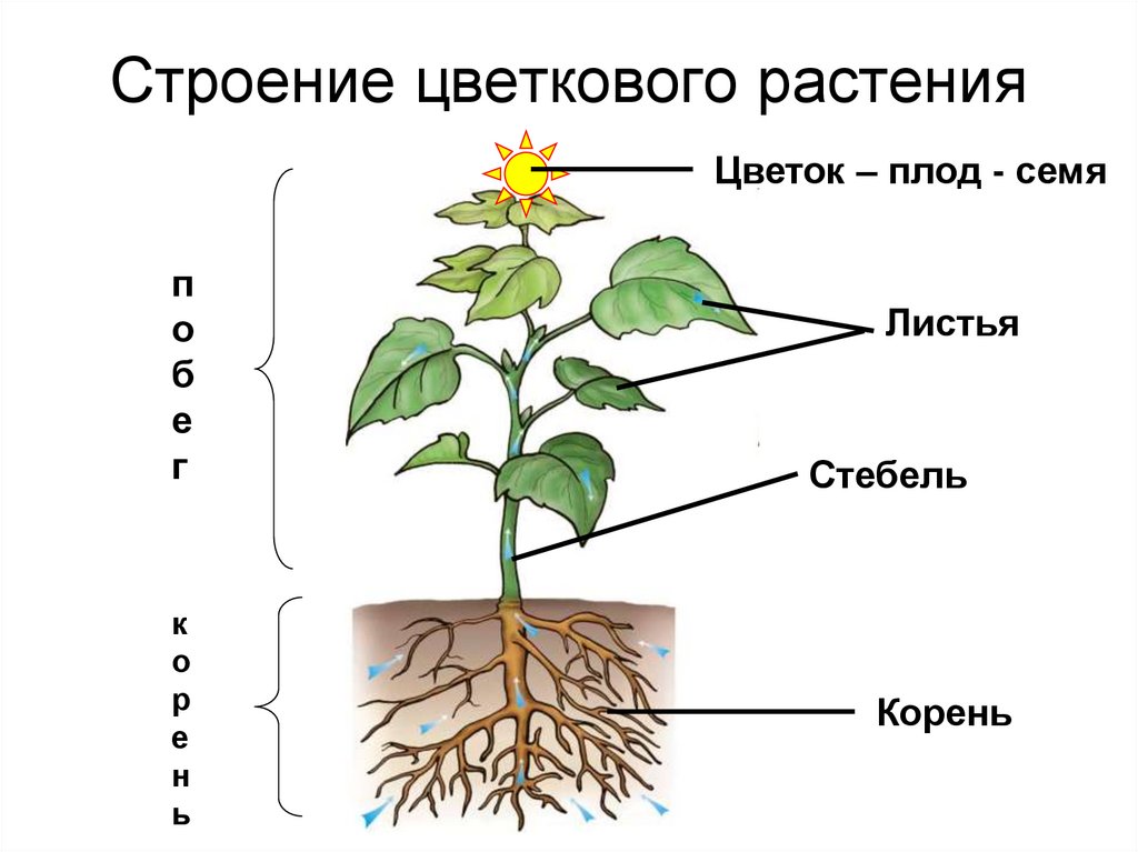 Органы растения 3 класс. Строение цветковых покрытосеменных растений. Внешнее строение корня покрытосеменных растений. Покрытосеменные растения схема строения. Изучение внешнего строения покрытосеменных(цветковых) растений.