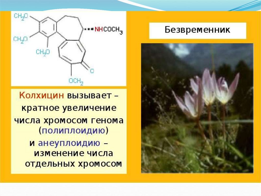 Кратное увеличение числа хромосом. Колхицин полиплоидия. Колхицин мутаген. Колхицин безвременник. Колхицин алкалоид растения.