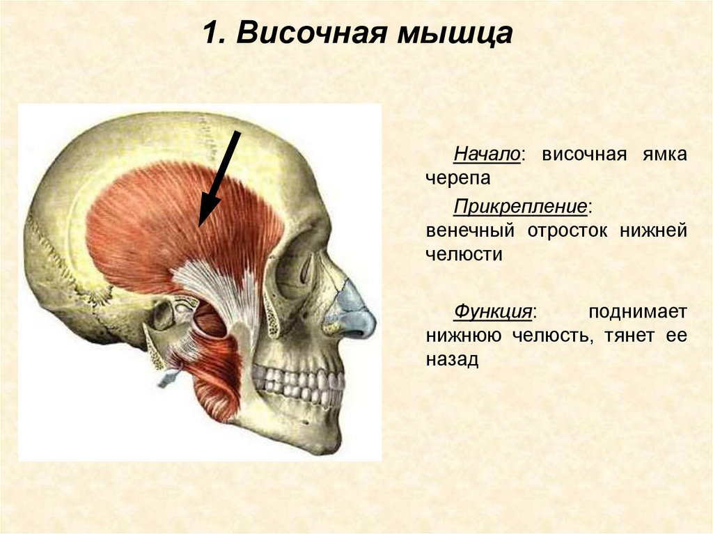 Презентация жевательные мышцы