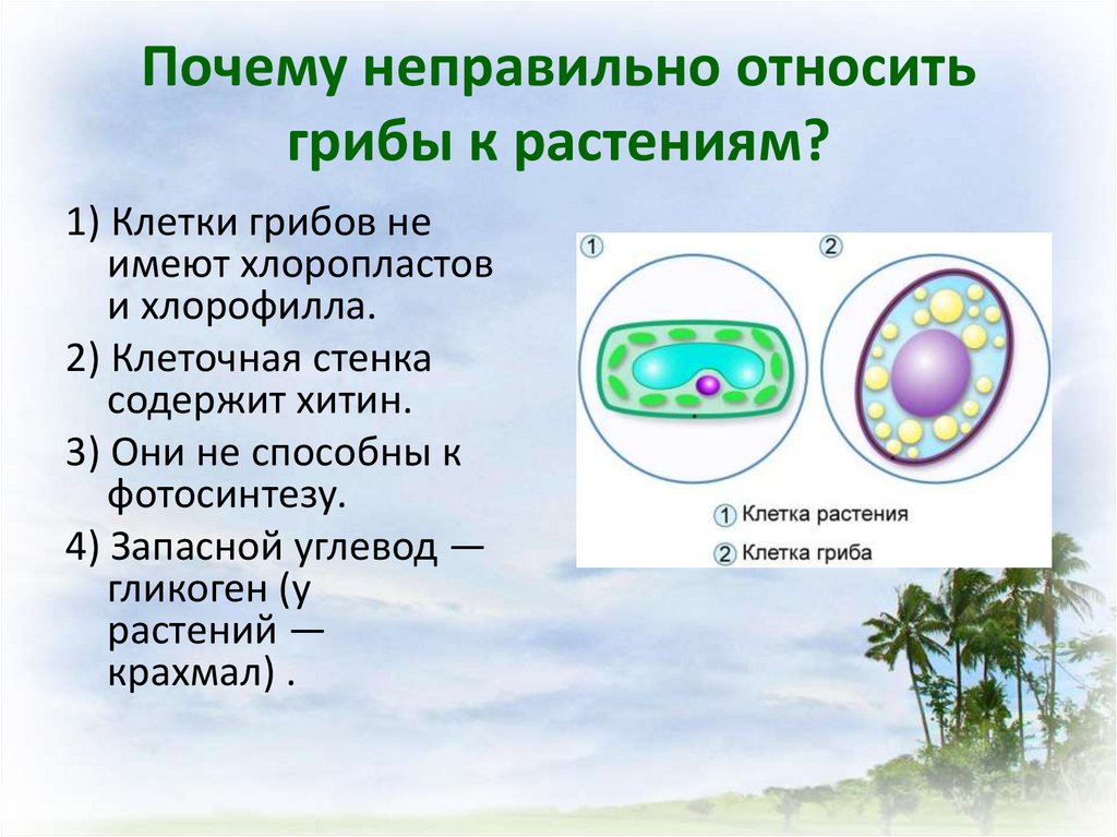 Хлоропласты в клетках грибов