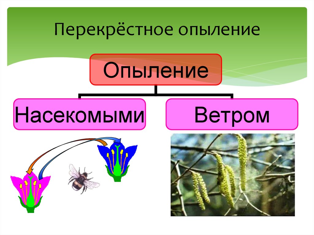 Признаки насекомоопыляемых растений 6 класс