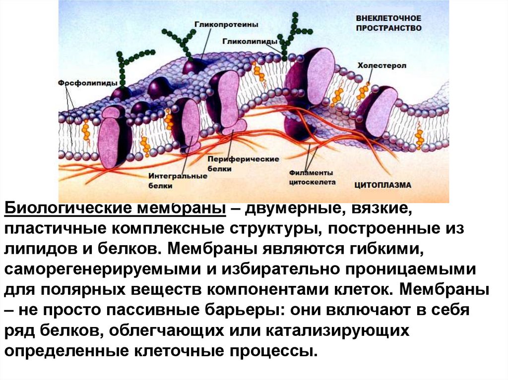 Структурный компонент мембраны клетки. Структура биологической мембраны роли компонентов. Биологическая и клеточная мембрана. Современное представление о строении биологических мембран – это. Структура биологических мембран.