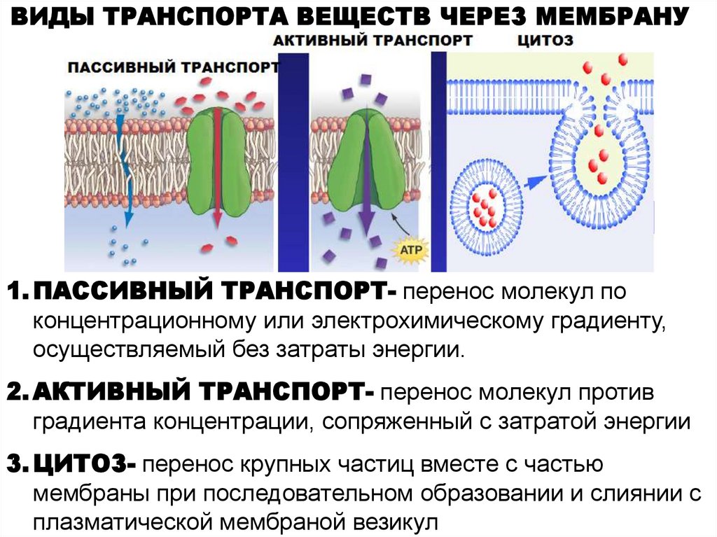 Клеточного транспорта активный транспорт