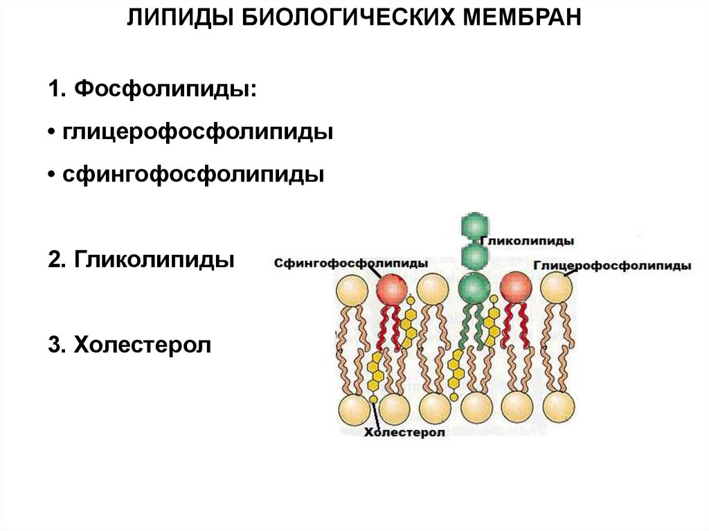 Липиды входят в состав клеток. Состав биологических мембран липиды. Фосфолипид строение мембраны. Строение мембранных липидов. Липидный состав мембран:фосфолипиды,.