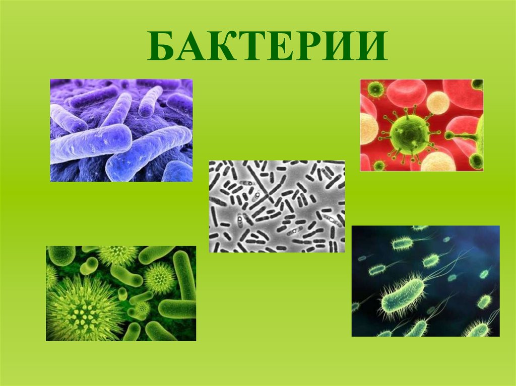 Микроорганизмы это живые организмы. Царство живой природы 5 класс биология бактерии. Бациллы бактерии биология. Бактерии 5 класс. Бактерии 5 класс биология.