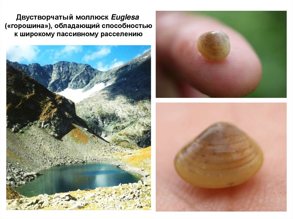 Моллюски - online presentation