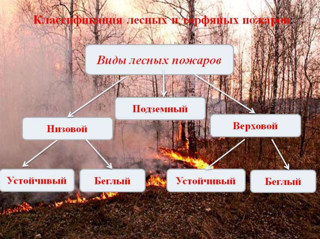 Каковы основные возникновения лесных пожаров. Виды лесных пожаров. Виды пожаров в лесу. Разновидности лесных подаро. Лесные и торфяные пожары.