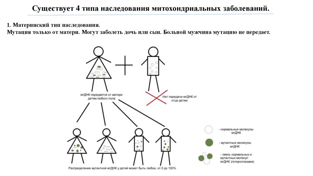 Существует 4. Материнский Тип наследования. Митохондриальное наследование особенности наследования. Материнский Тип наследования митохондриальных заболеваний. Митохондриальный Тип наследования заболевания.