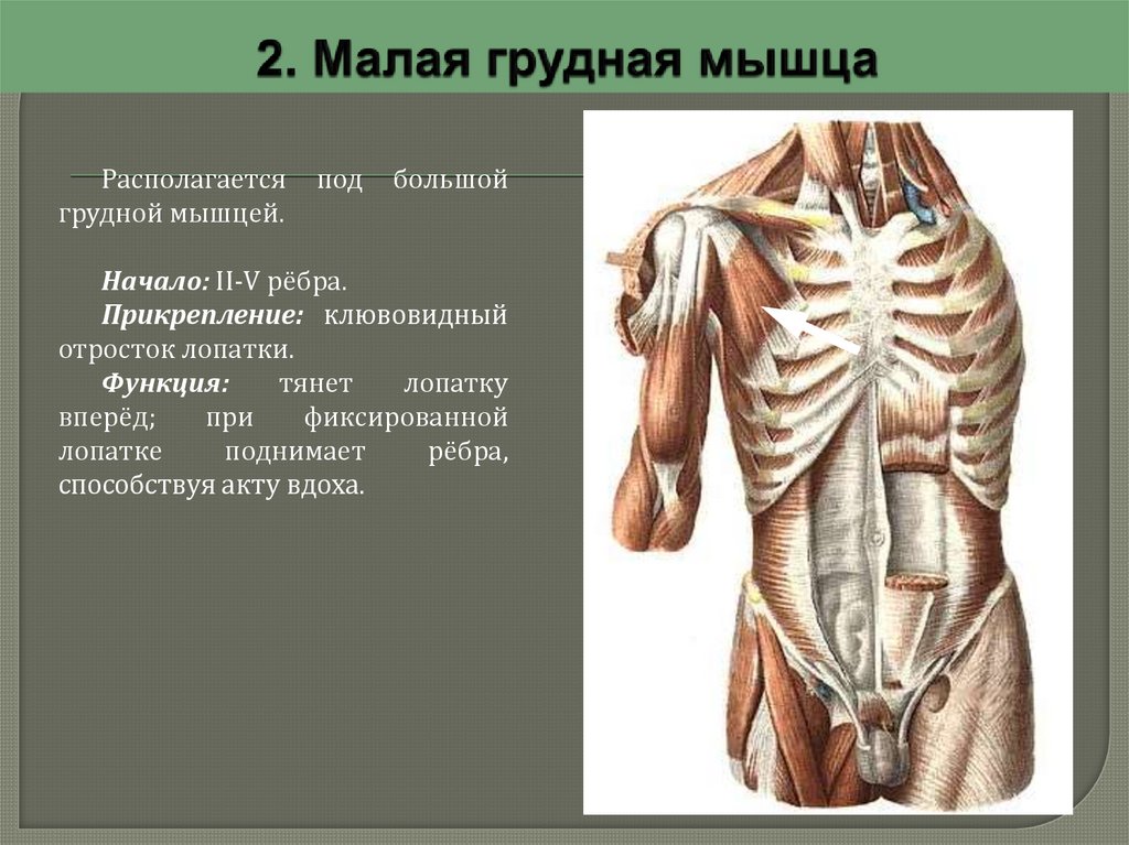 Мечевидный отросток что это