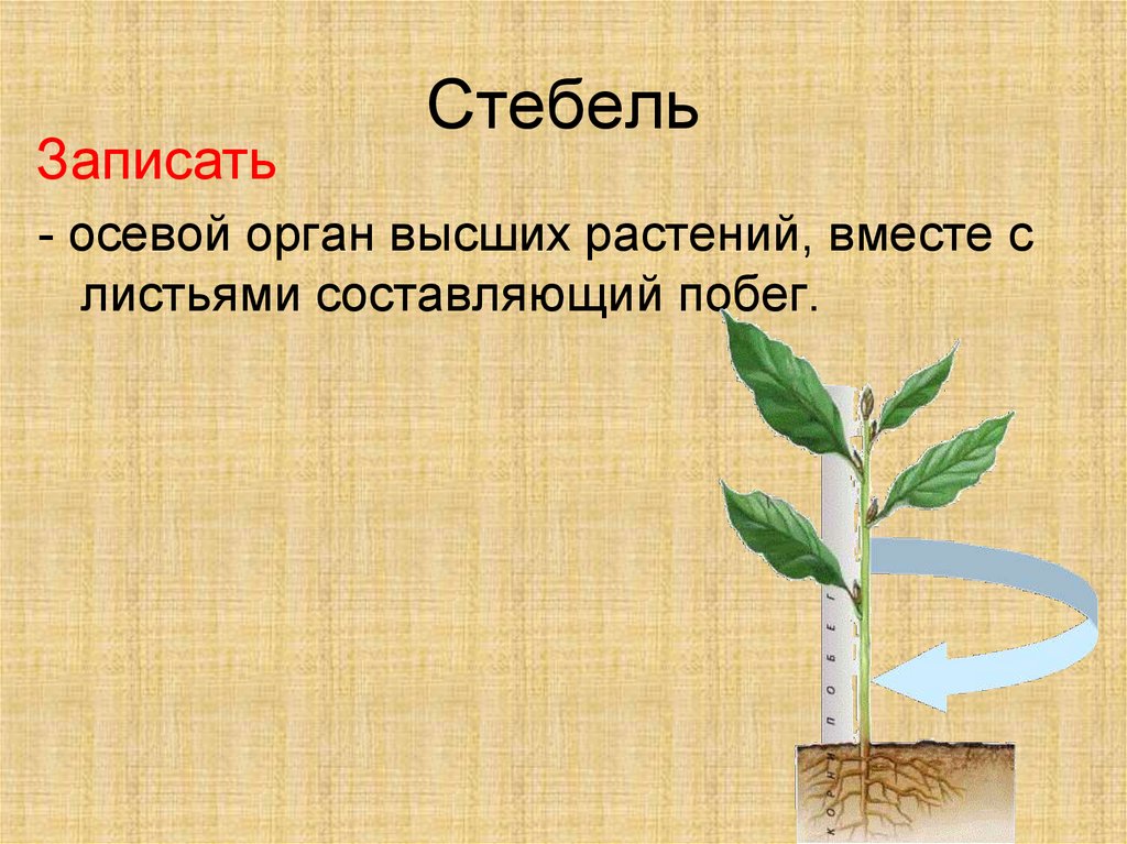 Строение стебля презентация