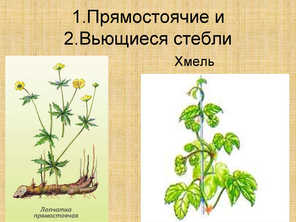 Какие растения имеют стебель. Прямостоячий побег вьющийся побег. Стебель растения прямостоячий ползучий вьющийся. Вьющиеся прямостоячие. Вьющиеся стебли.