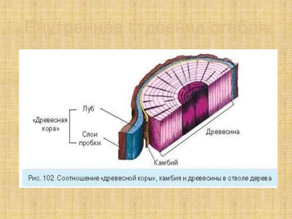 Камбий это древесинные волокна. Внутреннее строение стебля. Строение пробки стебля. Кольцевой сосудистый камбий. Модель барельефная «клеточное строение стебля».