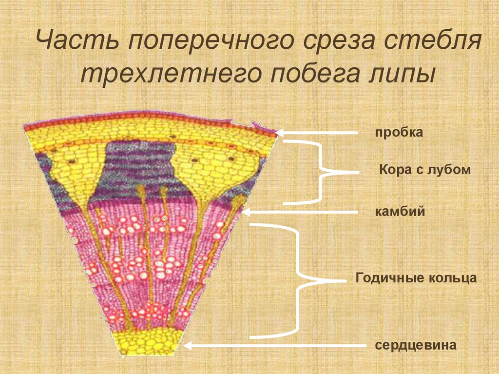 Рассмотрите рисунок поперечного среза стебля трехлетнего