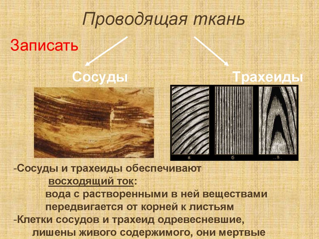 Ткань проводящая воду