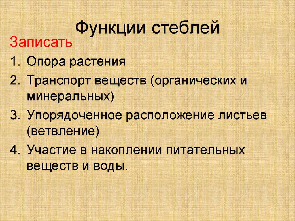 Какой функции стебля