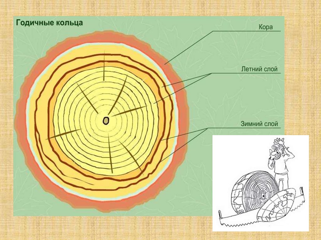Подпишите на рисунке слои спиленного дерева