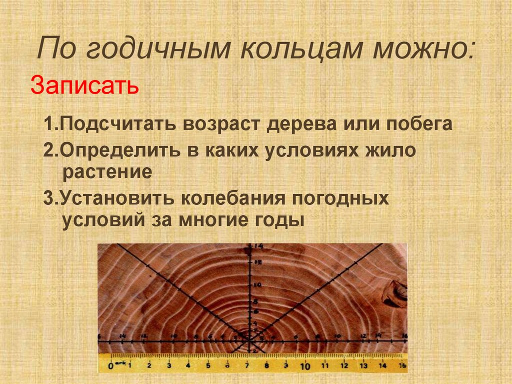 Что такое годичное кольцо. Образование годичных колец. По годичным кольцам можно:. Бороздчатая поверхность. Годичные кольца женщина картина.