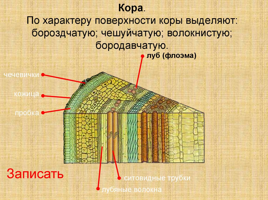 Презентация 6 класс строение стебля презентация