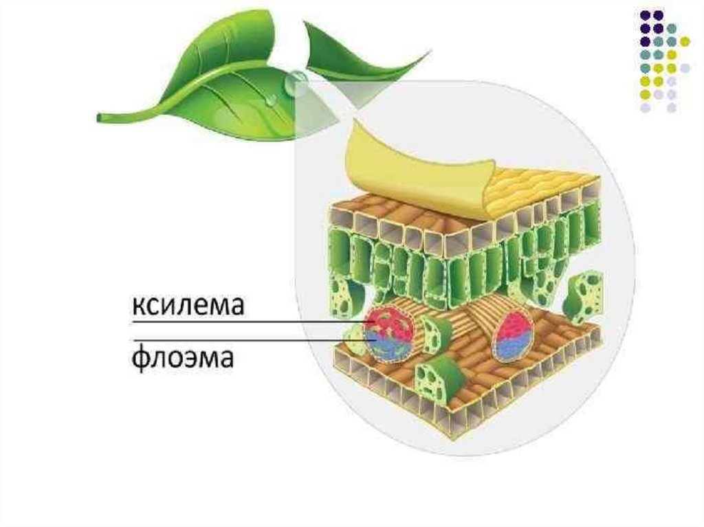 Ксилема и флоэма рисунок