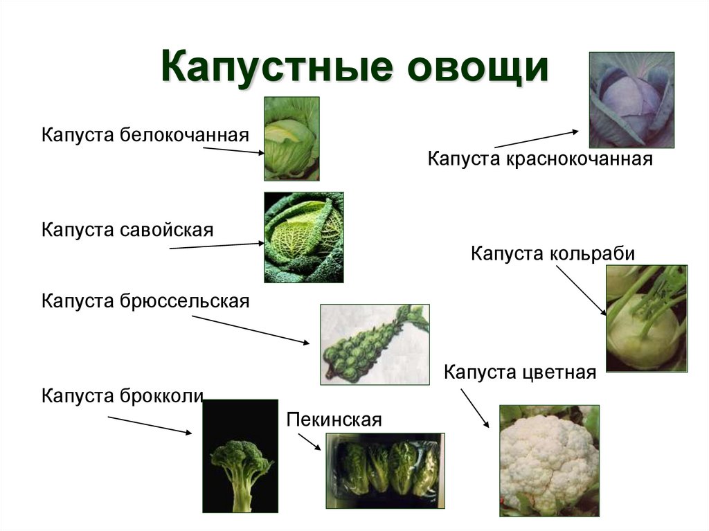 Капустные овощи таблица