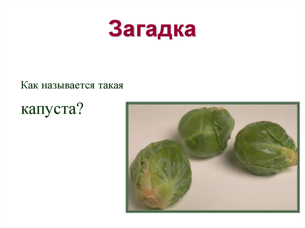 Обработка капустных овощей. Овощи для презентации. Вопросы для презентации капусты.