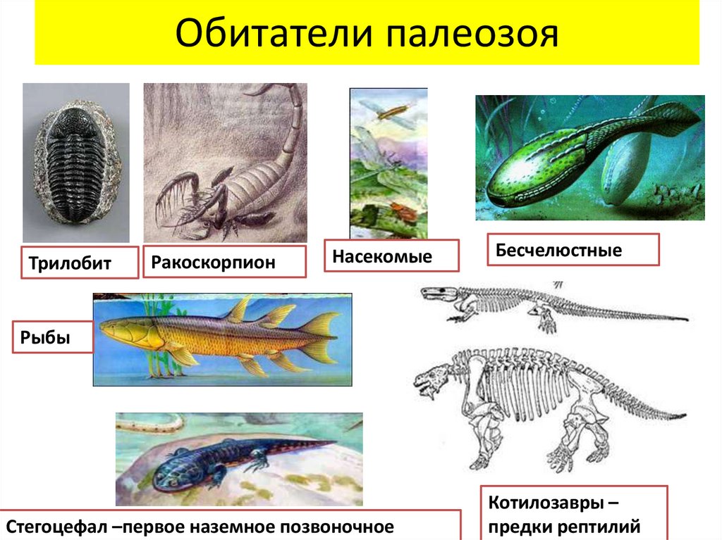 Этапы развития жизни на земле презентация 9