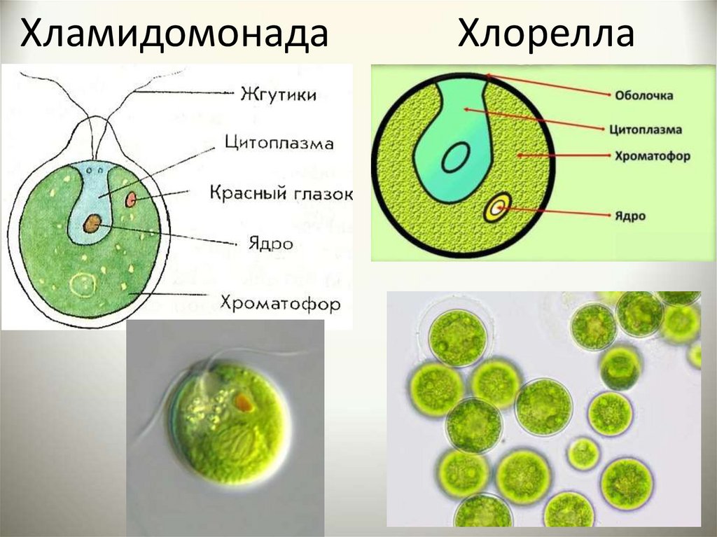 Форма одноклеточных водорослей. Одноклеточная водоросль хламидомонада. Хламидомонада и хлорелла. Хламидомонада и хлорелла строение клетки. Зеленые водоросли хлорелла.