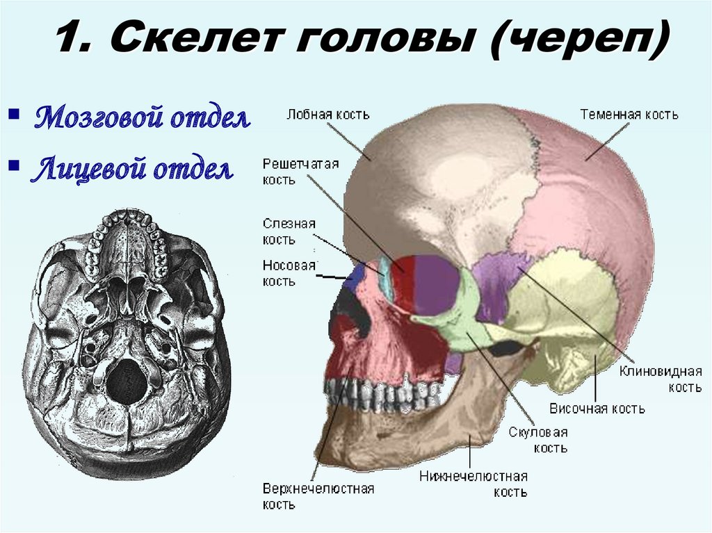 Строение скелета 8 класс презентация