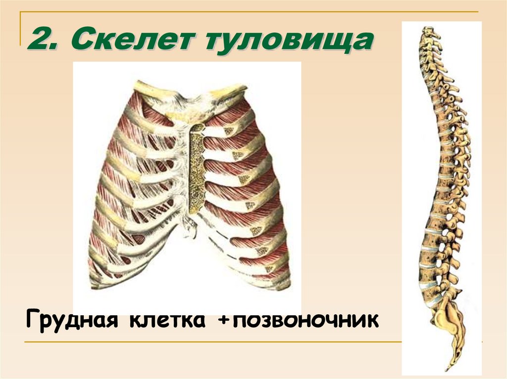 2. Скелет туловища