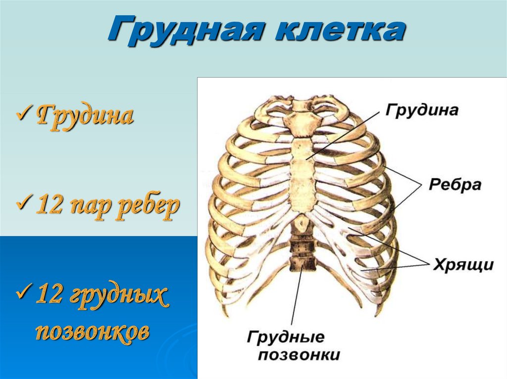 Строение скелета человека 9 класс