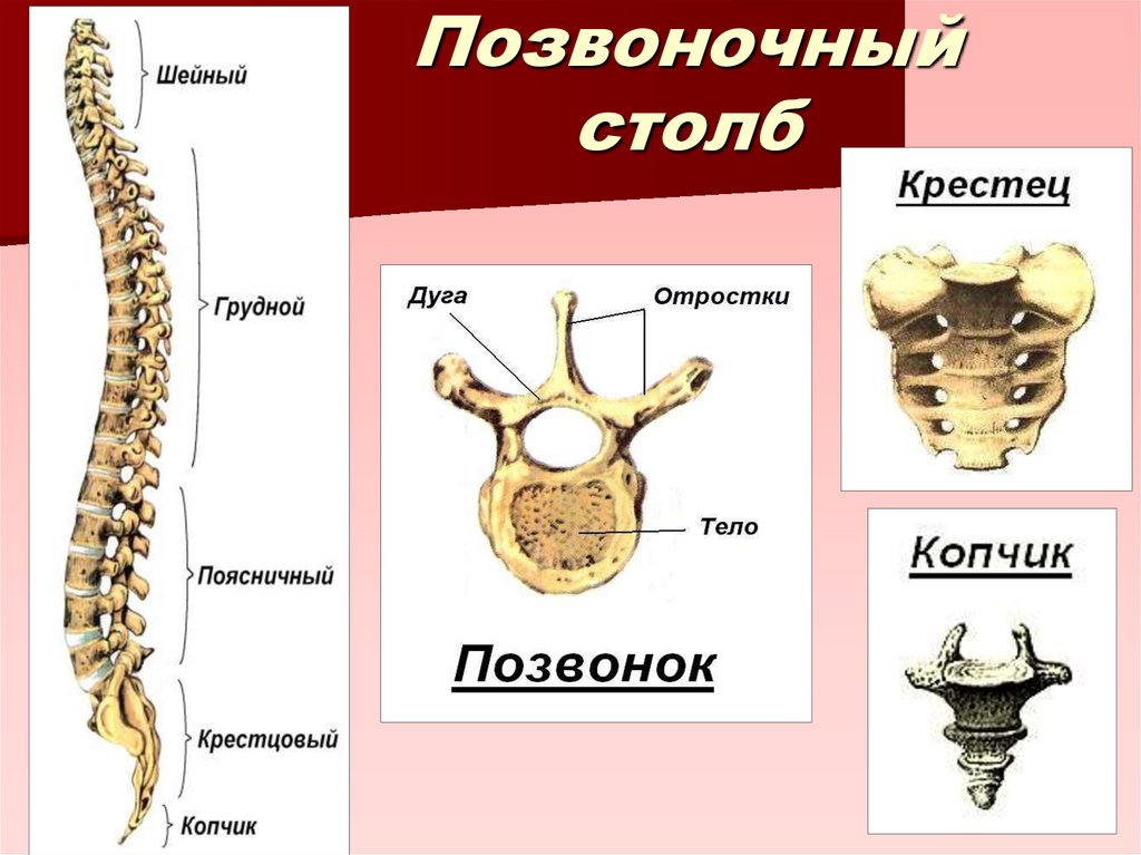 Рассмотрите общее строение скелета. Рассмотрите общее строение скелета