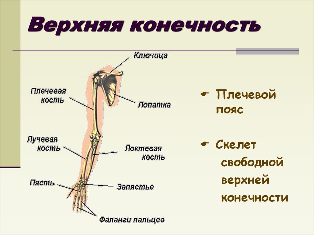 Строение скелета человека 9 класс