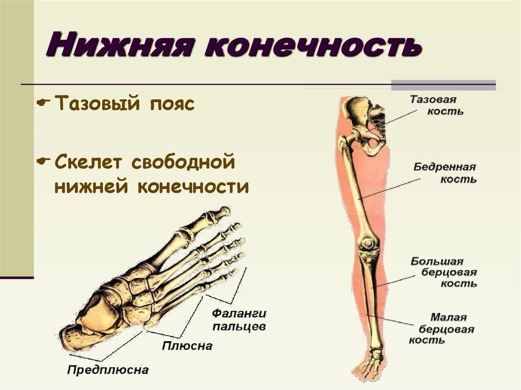 Нижняя конечность