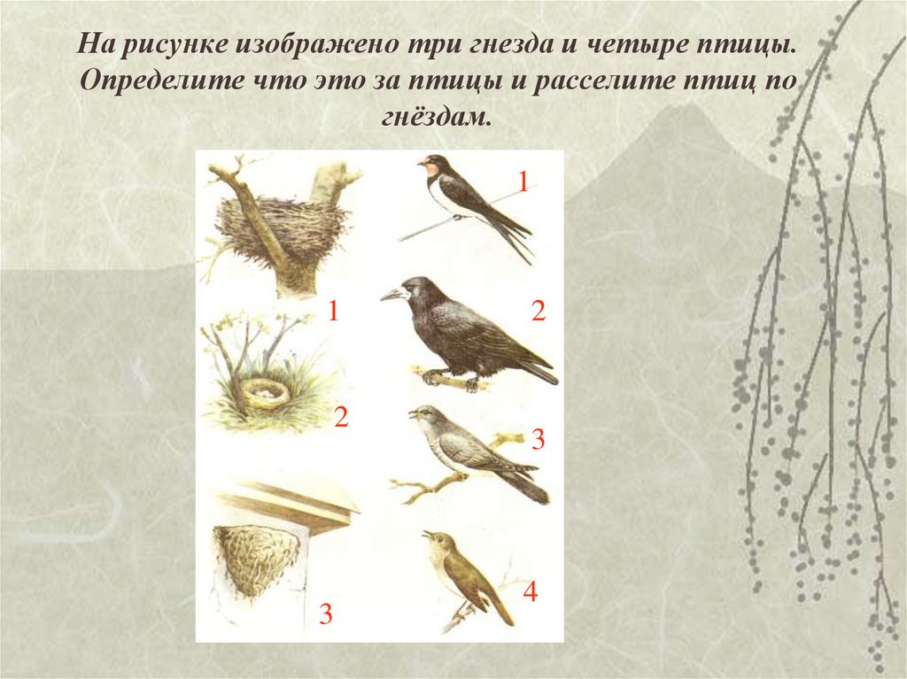 Где найти птичку. Определи птиц на этом рисунке. Определи что изображено на рисунке. Определить птицу по Перу. Почему у птиц 4 пальца.