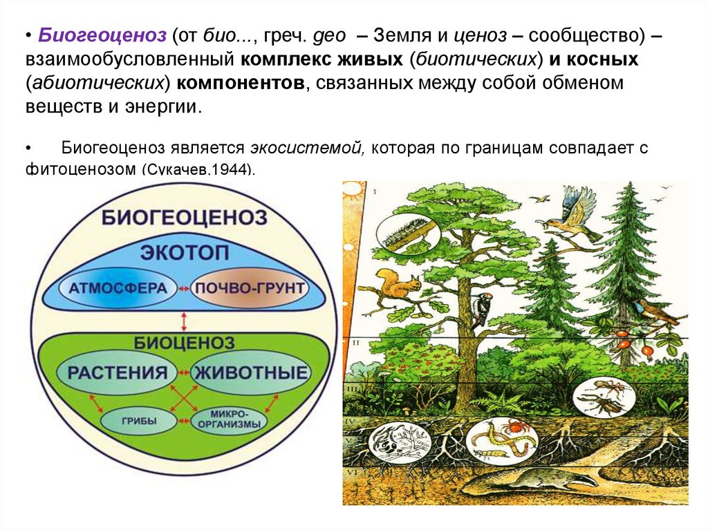 Какие из известных вам сообществ и экосистем. Биогеоценоз. Биогеоценозе. Схема биогеоценоза. Экосистема и биогеоценоз.