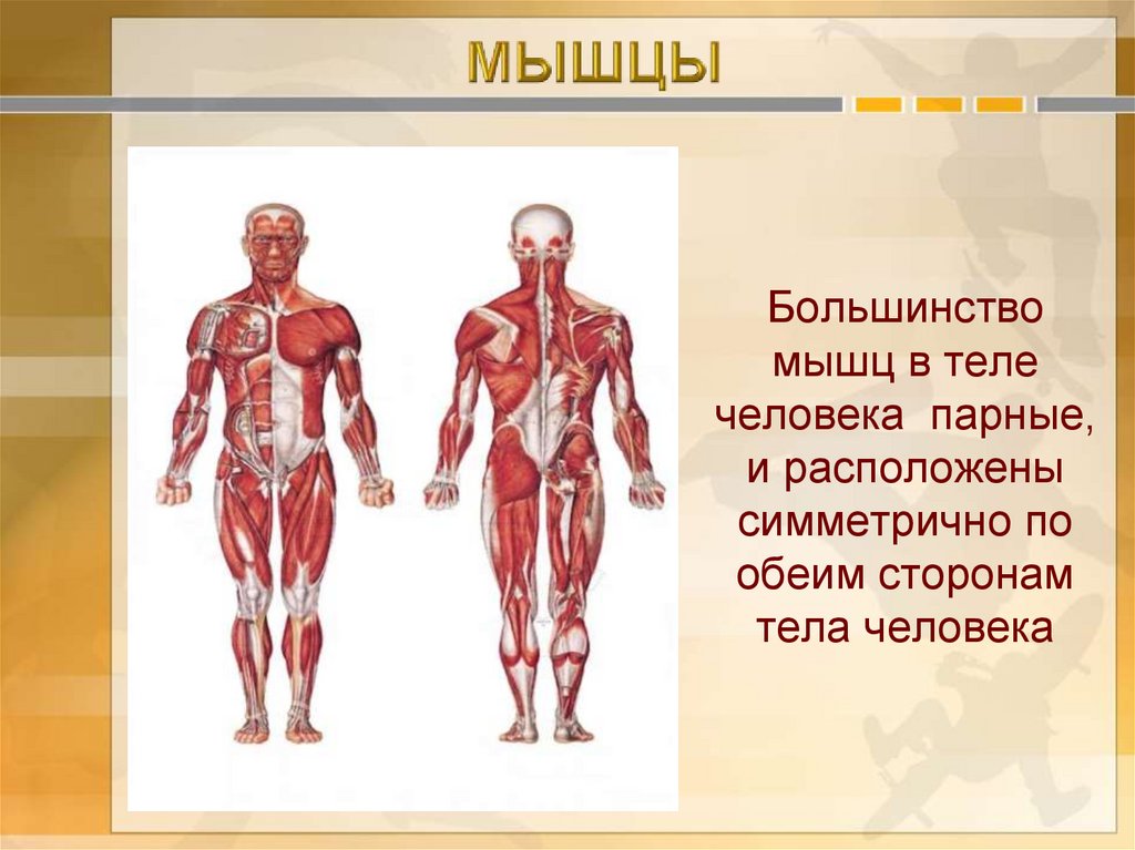 Какое количество мышц у человека. Мышцы человека. Мускулатура человека. Мышцы всего тела. Мышечная система организма.
