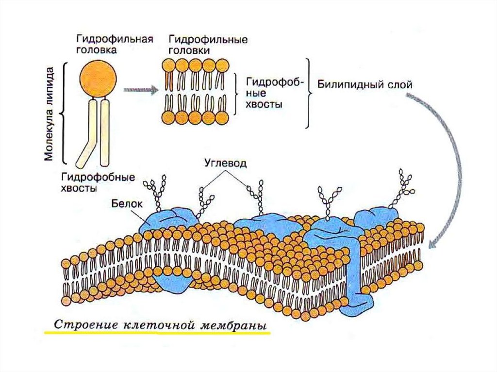 Схема мембранные структуры клетки егэ биология