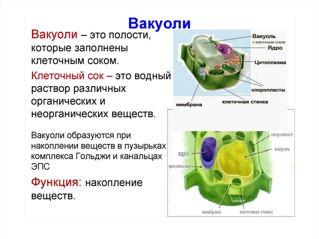 Презентация строение клетки 10 класс биология профильный уровень