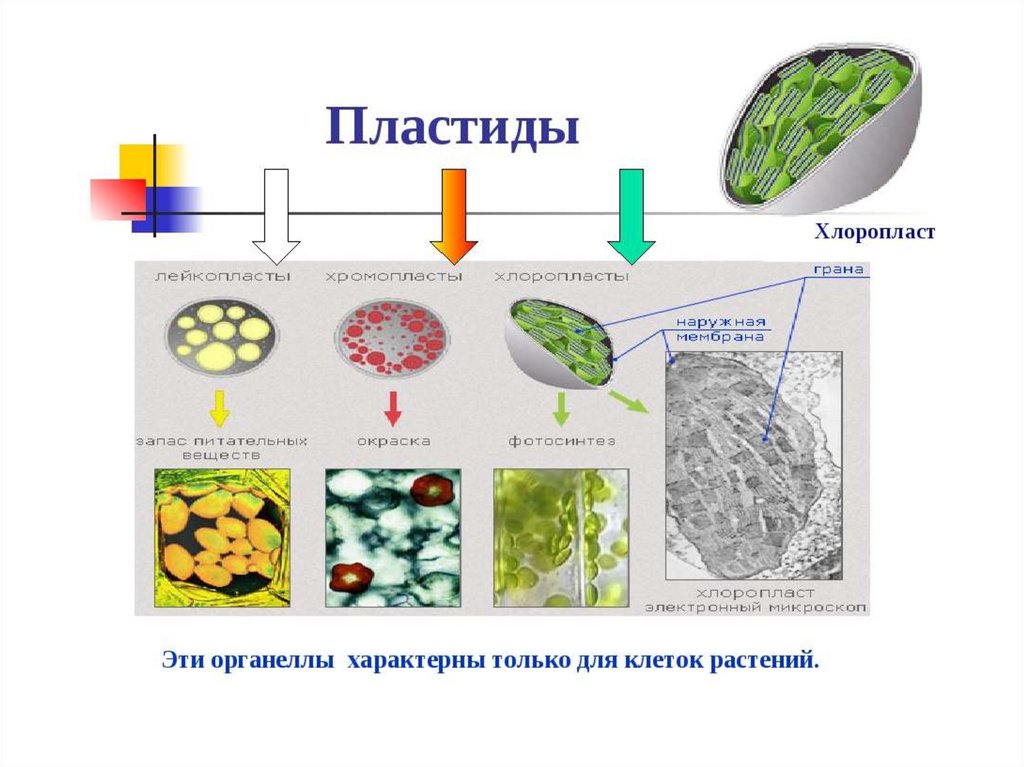 Хромопласты в клетке рисунок