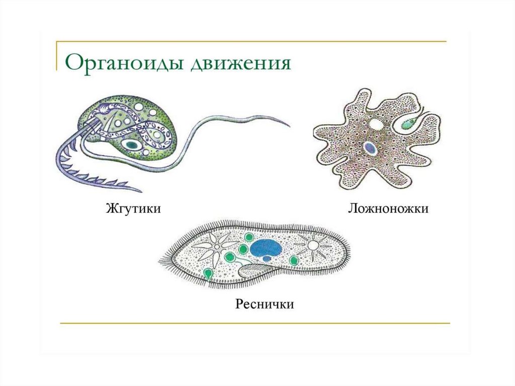 Одноклеточные эукариоты презентация