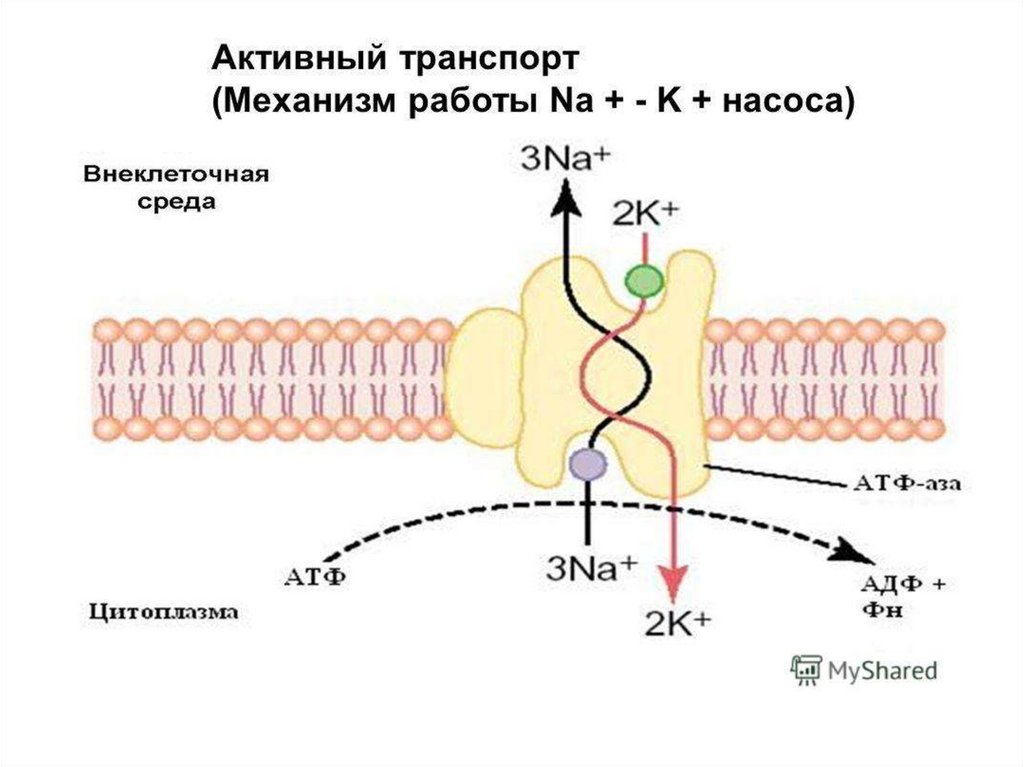 Схема строения ионов натрия